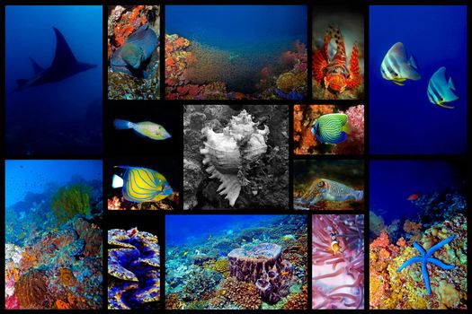 Collage of the colorful underwater life in Asia