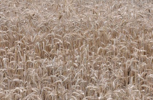 Barley field