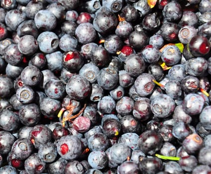 Wild bilberries after collecting