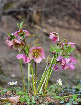 Hellebore (Helleborus)