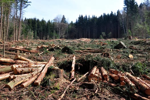 Wood logging