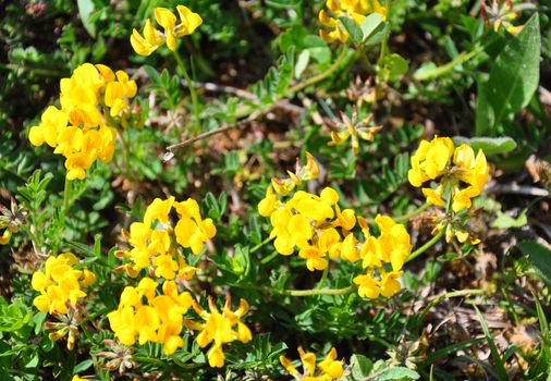 Bird's-foot trefoil (Lotus corniculatus)