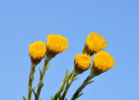 Coltsfoot (Tussilago farfara)