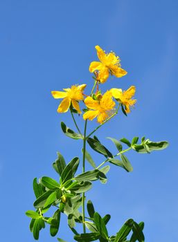 St John's wort (Hypericum perforatum)