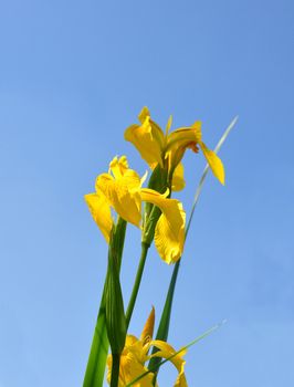 Yellow iris (Iris pseudacorus)