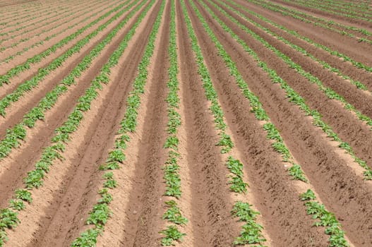 Potato field