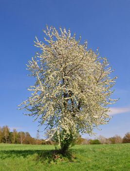 Cherry tree