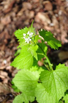 Garlic mustard (Alliaria petiolata)