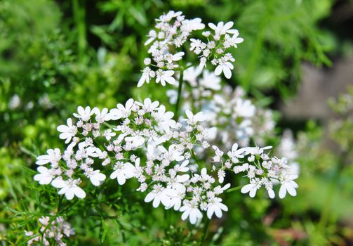 Coriander (Coriandrum sativum)