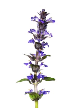 Blue bugle (Ajuga reptans)