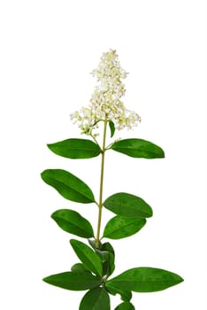 Wild privet (Ligustrum vulgare)