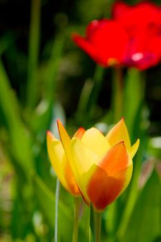 Two yellow flowers in a garden