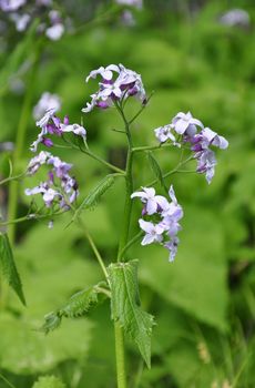 Perennial honesty (Lunaria rediviva)