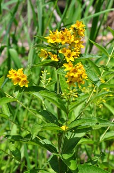 Yellow loosestrife (Lysimachia vulgaris)