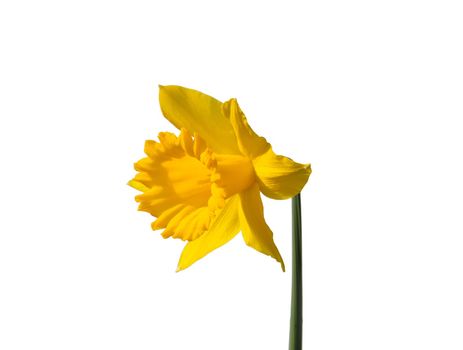 Daffodil (Narcissus pseudonarcissus)