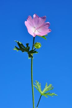 Greater musk-mallow (Malva alcea)