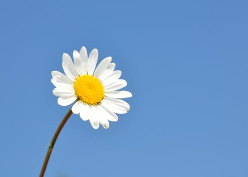 Oxeye daisy (Leucanthemum vulgare)