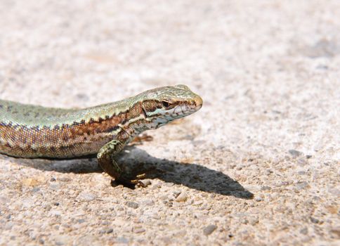 Wall lizard (Podarcis muralis)