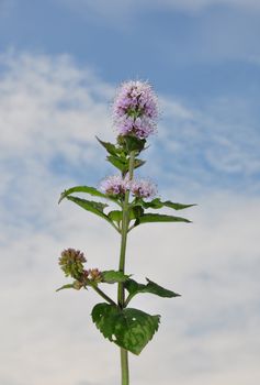 Water mint (Mentha aquatica)