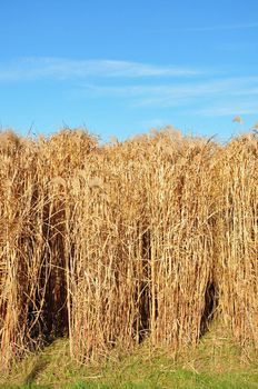 Giant grass (Miscanthus)