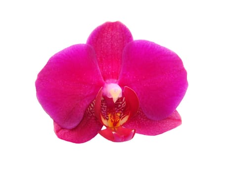 Orchid flower