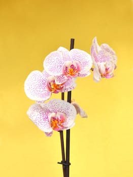 Orchid flowers