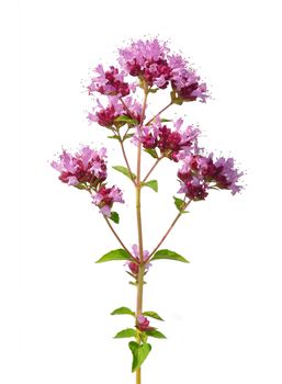 Oregano (Origanum vulgare)