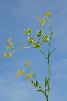 Parsnip (Pastinaca sativa)