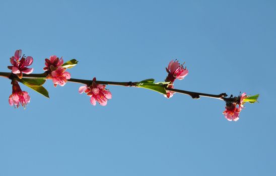 Peach flower (Prunus persica)