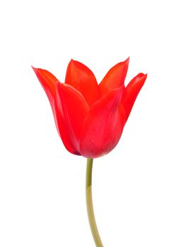 Red tulip