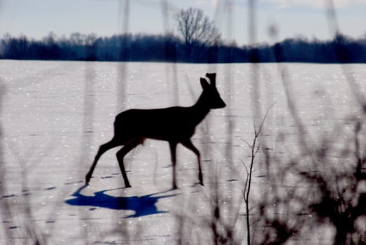 Blured silhouette of deer in winter with sun reflections on a white snow background