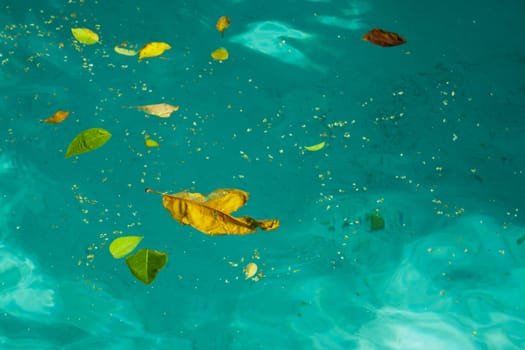 Leaves floating in Arizona pool