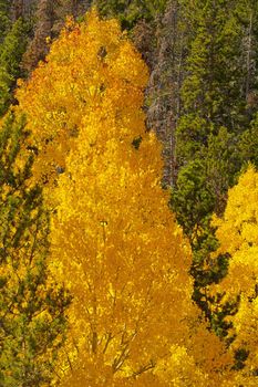 Aspen coming into full color near Estes Park Coloado