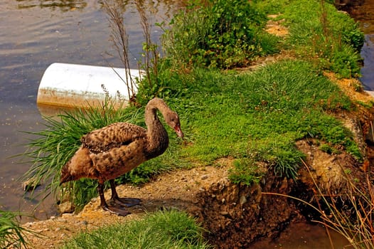 a black swan cygnet(cygnus atratus) on a land bridge