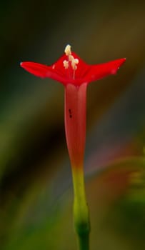 a tiny red flower