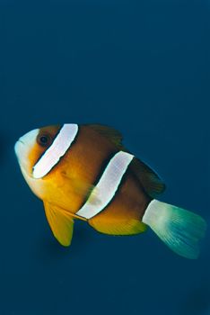 A close up on a clownfish swimming by, Barrier Reef, Indonesia