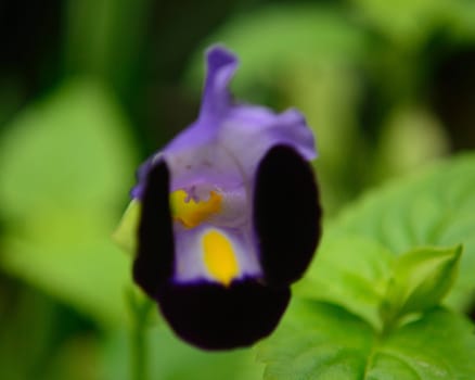 a little purple flower with black padels