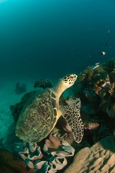 The view of a green turtle swimming across coral on a reef, Seychelles