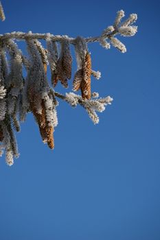 a fir cone on a branche in winter