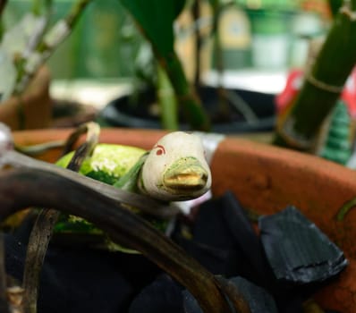 a lonely duckling in a pot looking at you