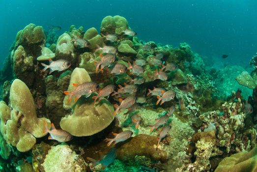 The view of bronze soldierfish swimming by soft coral on a reef, Seychelles