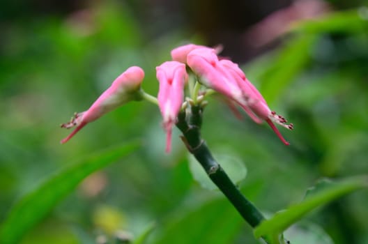 birds like flowers