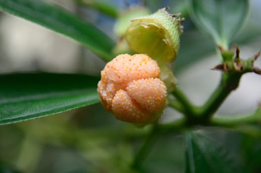 puffy blossom