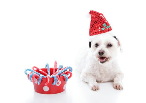 A small white maltese terrier lying beside a bowl of sweet red and blue Christmas candycanes 