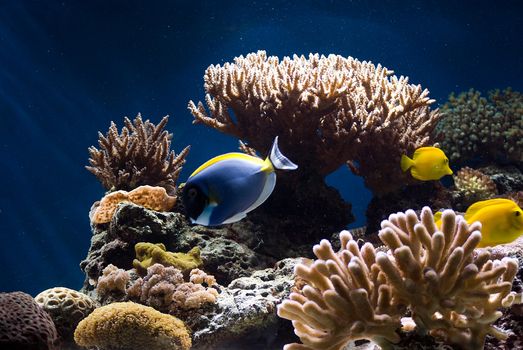 aquarium with colorful tropical fish and corals