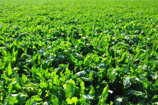 Beet field