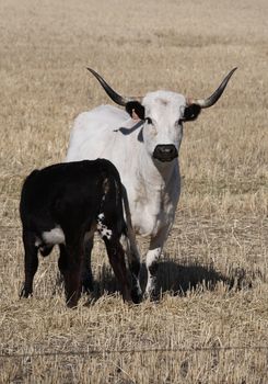 Longhorn cow with feeding calf in scenic Saskatchewan