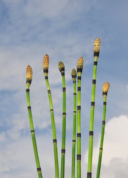 Horsetail (Equisetum)