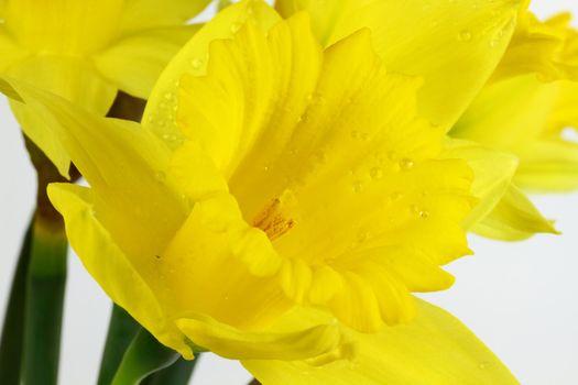 Half side close up view of Daffodil flower in full bloom covered with water drops and focusing over top of the Stigma. 