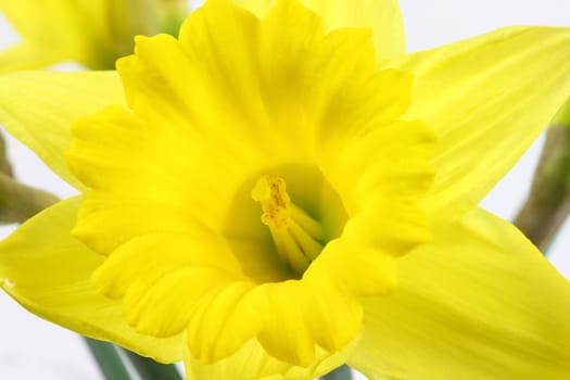 Front close up view of Daffodil flower in full bloom with focusing over top of the Stigma. 